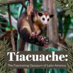 tñacuache