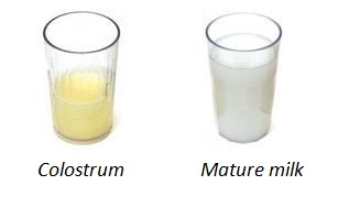 What Is Colostrum and How Can It Help Me?